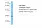 FBXW7 Antibody - C-terminal region